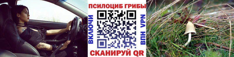 купить наркоту Лагань Галлюциногенные грибы Psilocybe